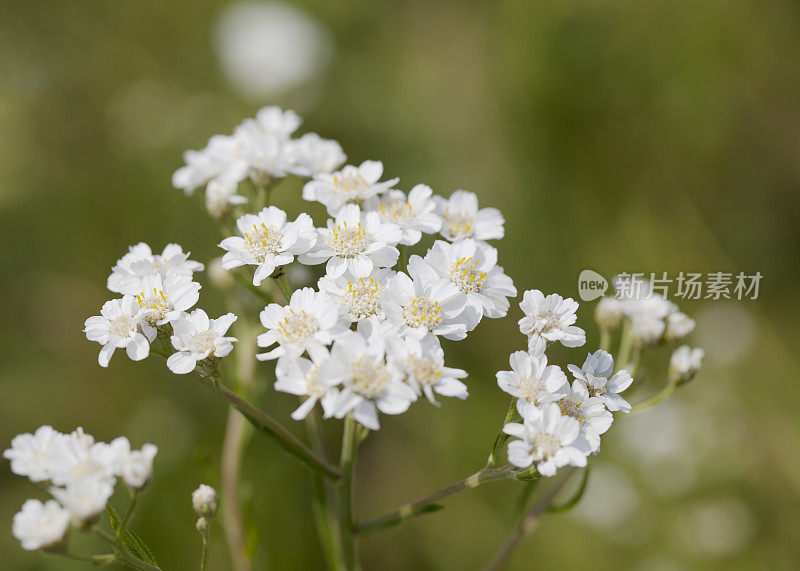 Sneezewort ptarmica耆()